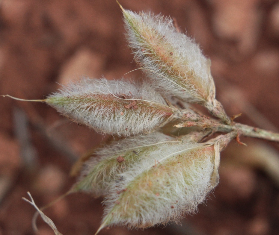 Image of Astragalus helmii specimen.