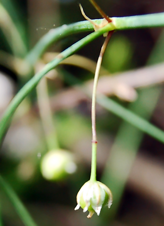 Изображение особи Asparagus officinalis.