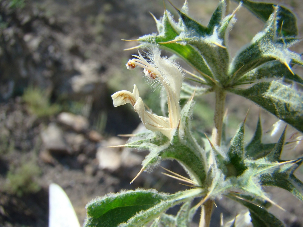 Изображение особи Lagochilus pubescens.