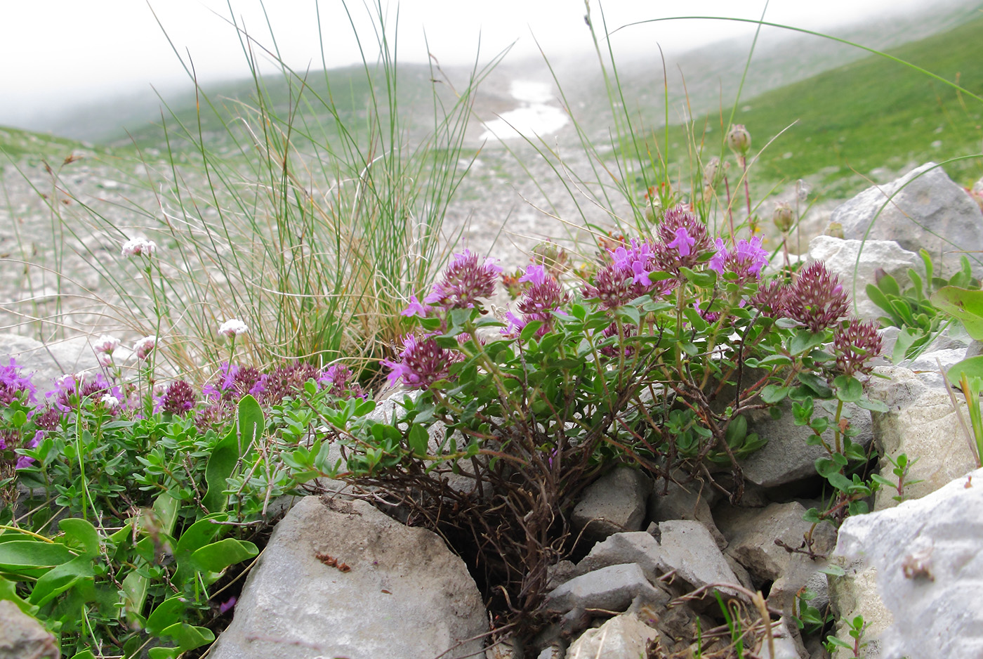 Изображение особи Thymus nummularius.