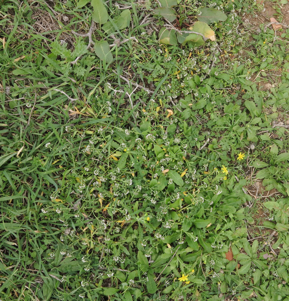 Image of Lobularia arabica specimen.