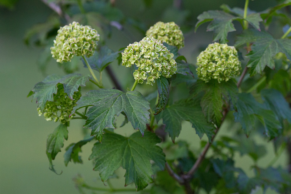 Image of Viburnum opulus f. roseum specimen.