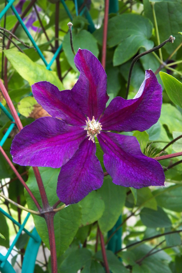 Изображение особи Clematis &times; jackmanii.