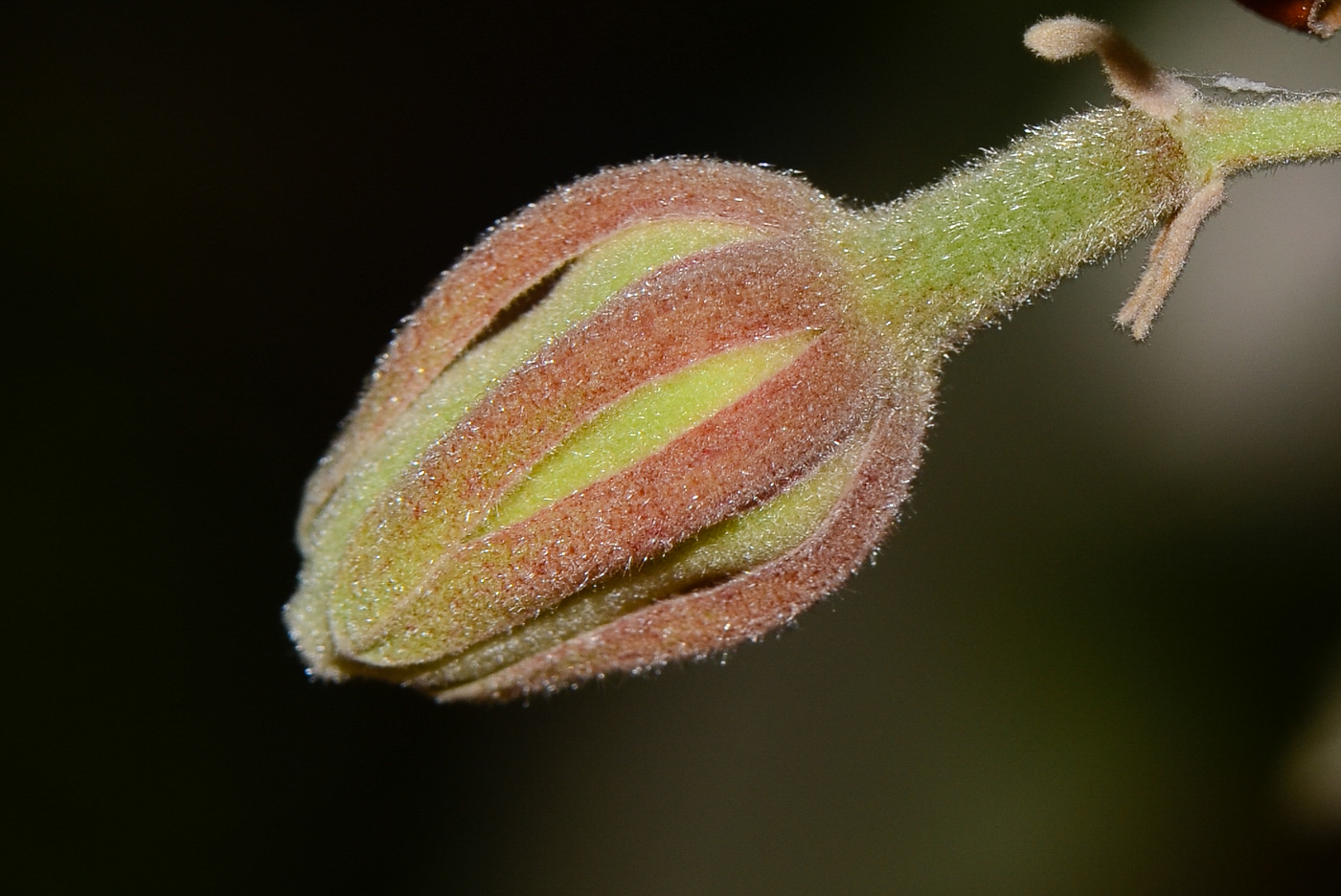 Image of Luehea divaricata specimen.