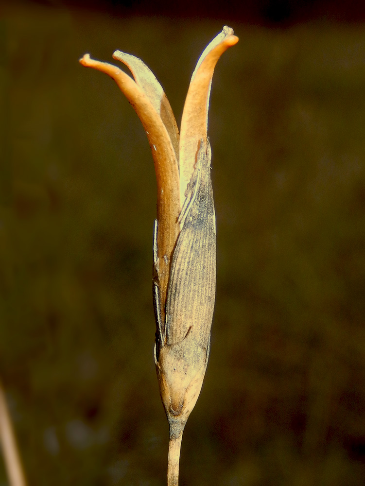 Image of Dianthus lanceolatus specimen.