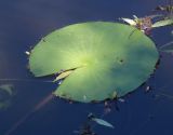 Nymphaea alba