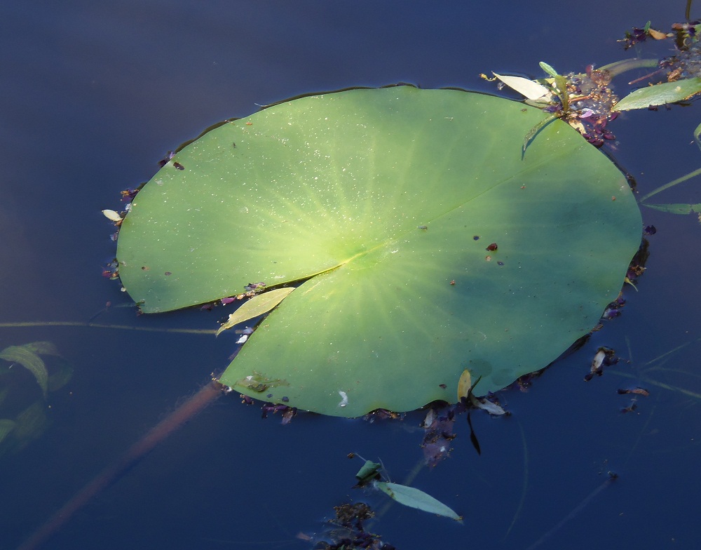 Изображение особи Nymphaea alba.