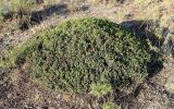 Смотреть изображение Juniperus turcomanica
