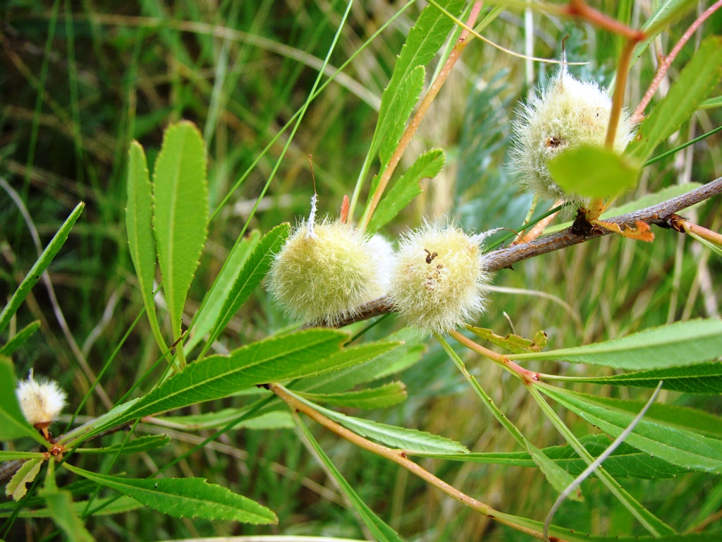 Изображение особи Amygdalus nana.