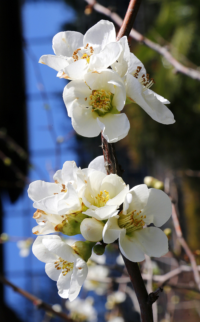 Image of Chaenomeles speciosa specimen.