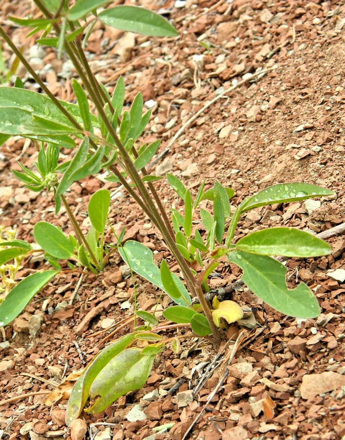 Изображение особи Anthyllis vulneraria.