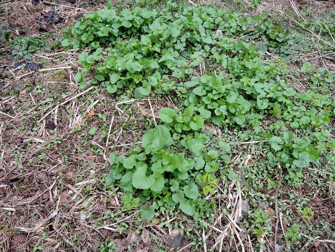 Image of Alliaria petiolata specimen.