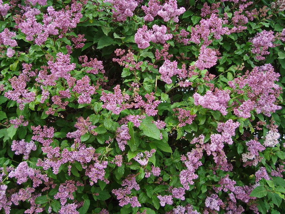 Image of Syringa &times; henryi specimen.