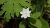 View full-size image Trientalis arctica