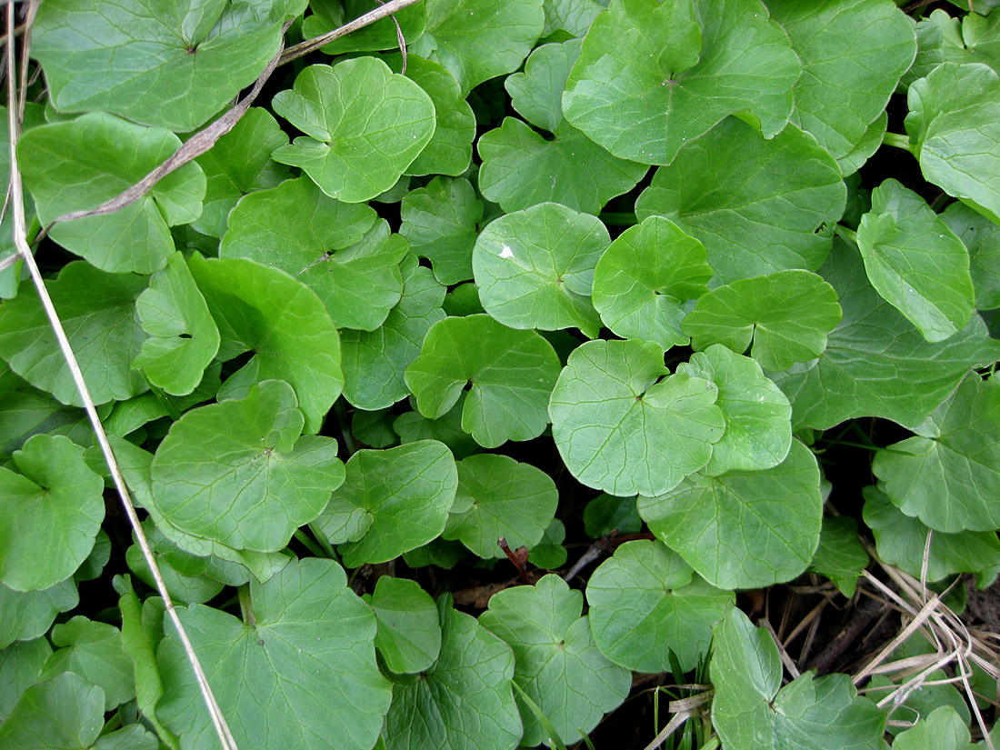 Image of Ficaria verna specimen.