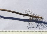 Cephalaria transsylvanica