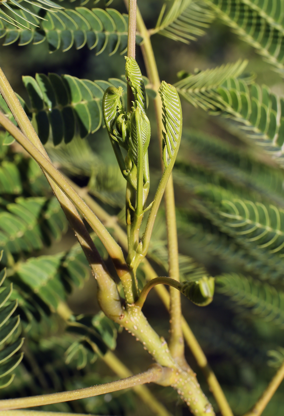 Image of Albizia julibrissin specimen.