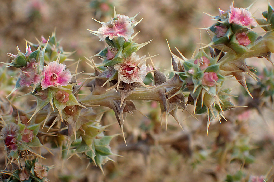 Image of Salsola pontica specimen.