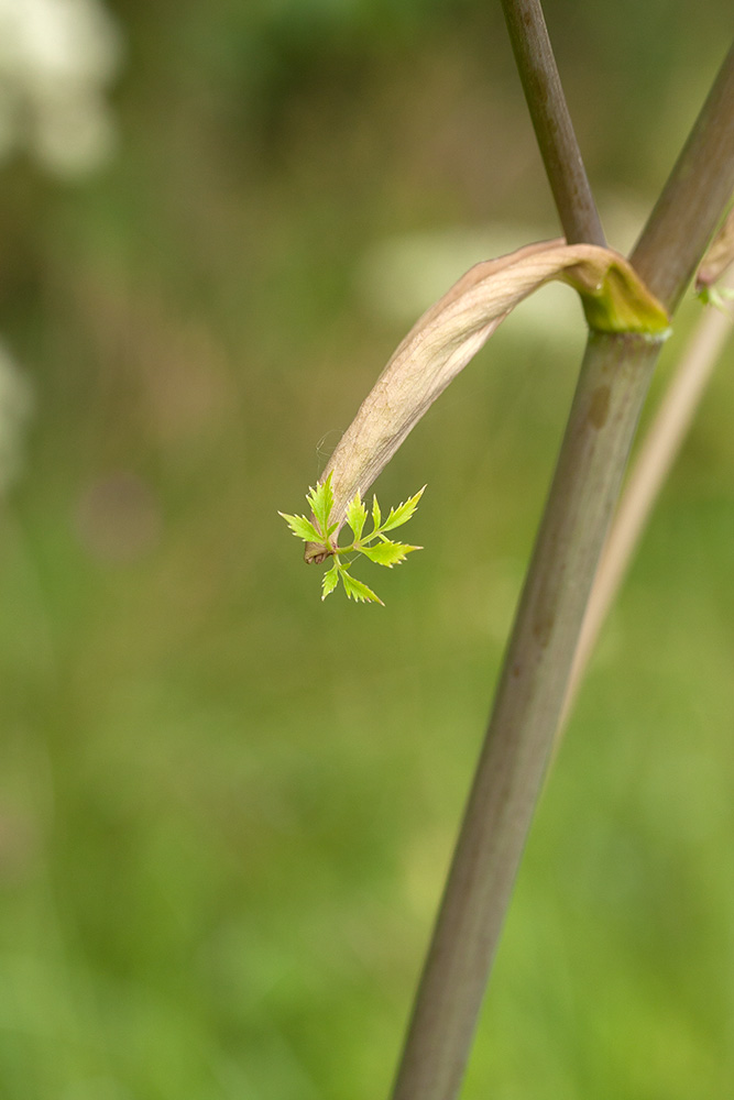 Image of Angelica sylvestris specimen.