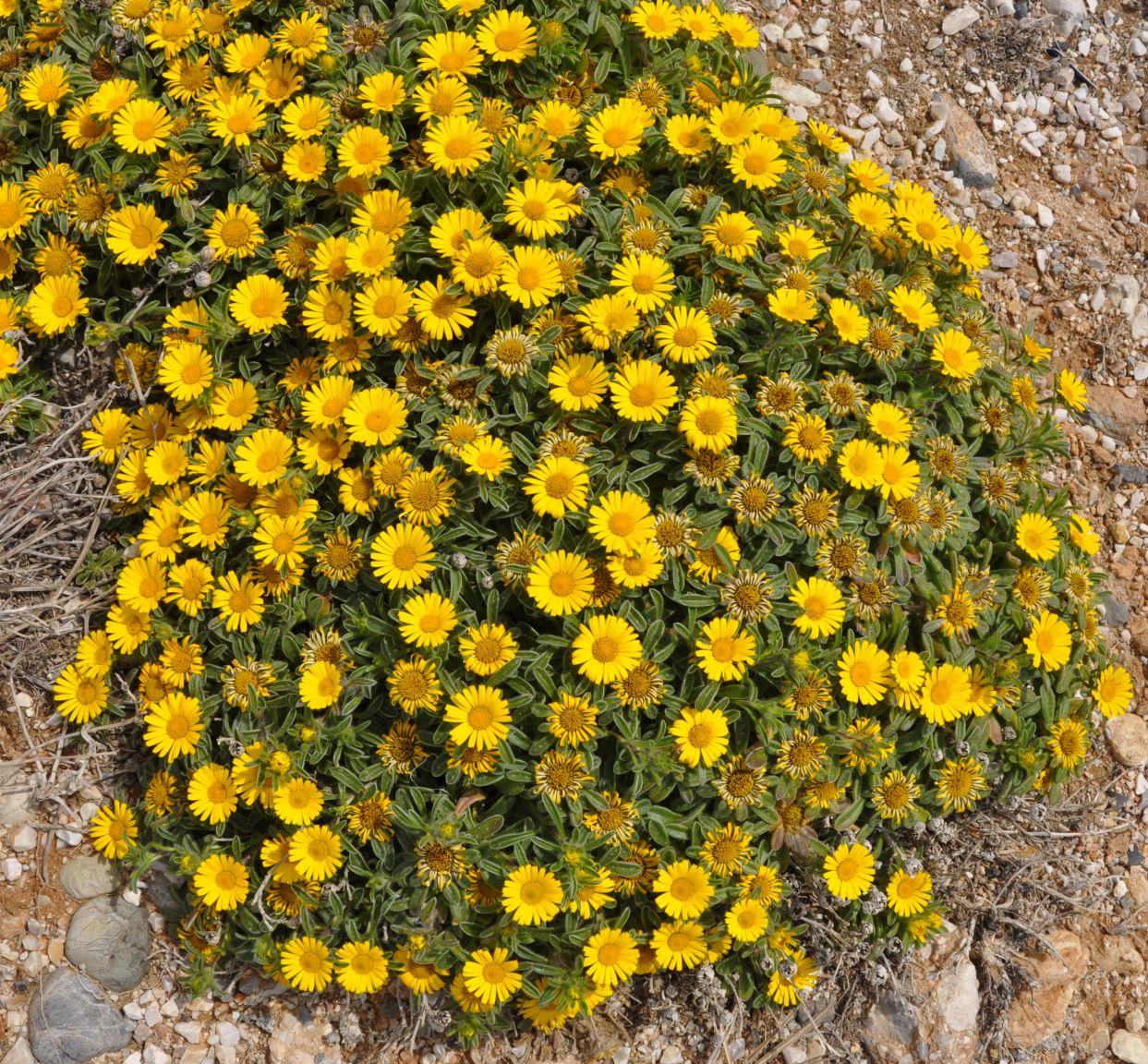 Image of Pallenis maritima specimen.