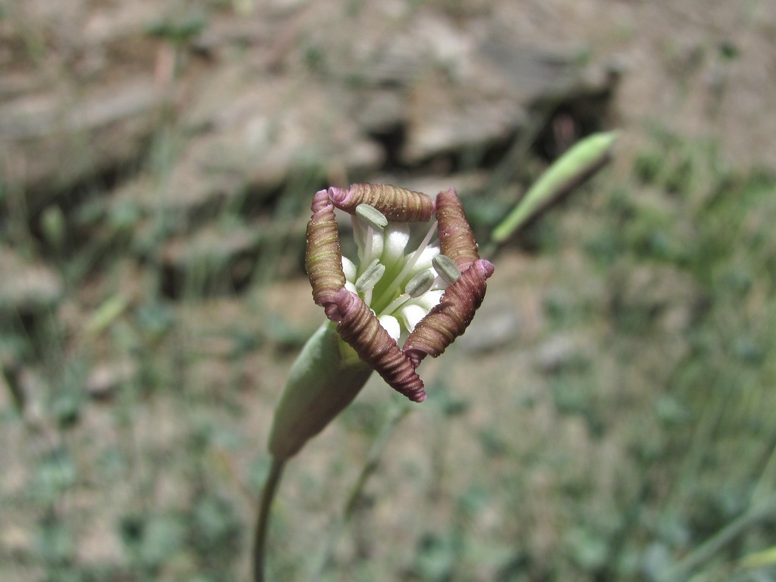 Image of Silene chlorifolia specimen.