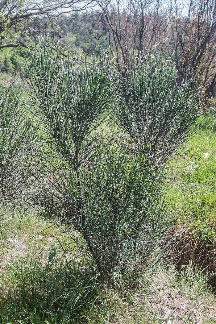 Image of Spartium junceum specimen.