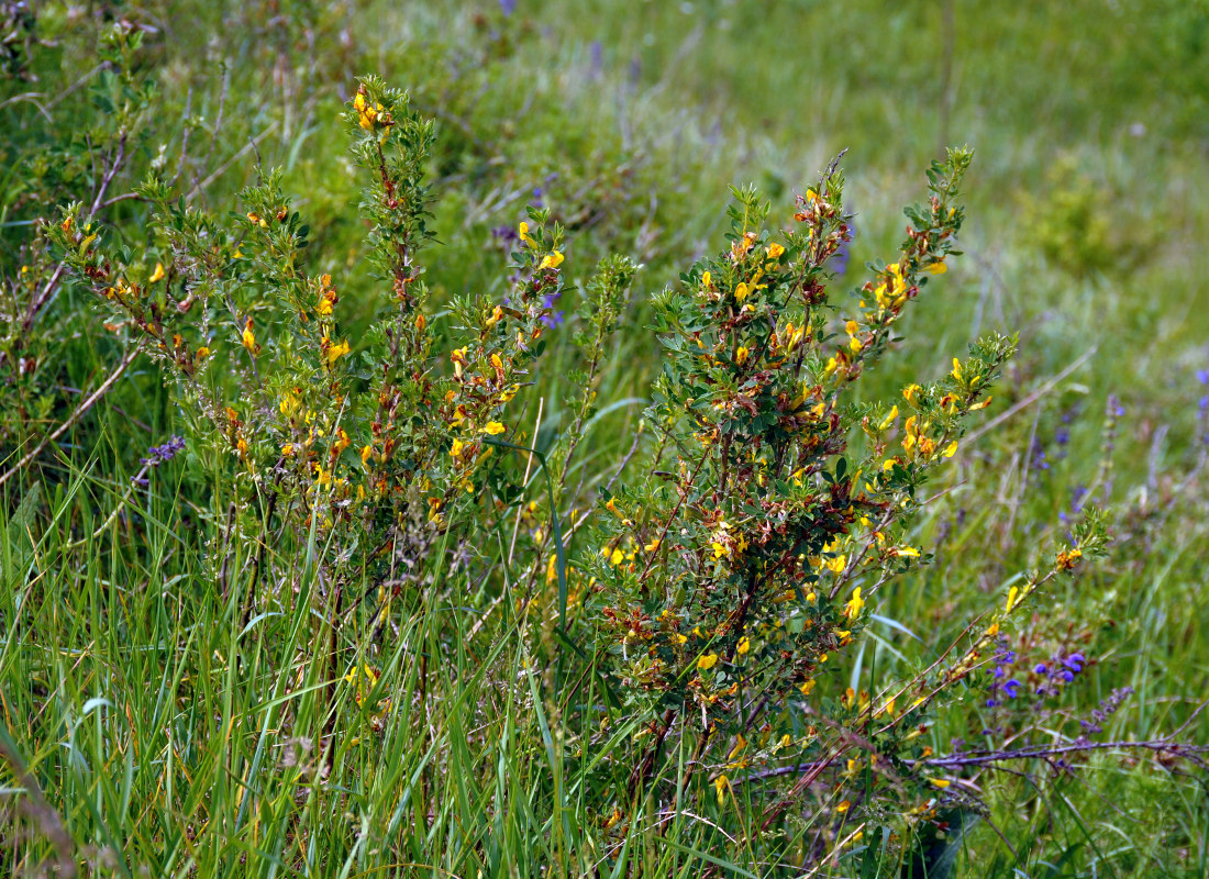 Image of Chamaecytisus ruthenicus specimen.