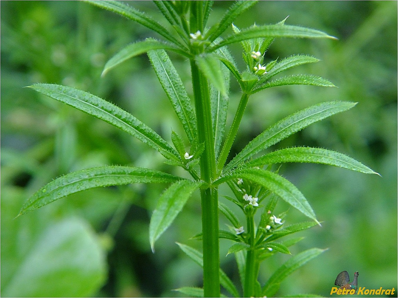 Изображение особи Galium aparine.