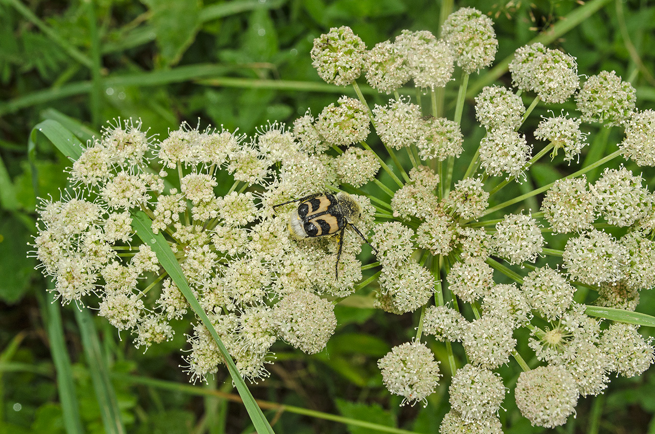 Image of Angelica sylvestris specimen.