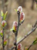 Salix hastata. Часть побега с распускающимися мужскими соцветиями. Магаданская обл., окр. г. Магадан, низовья р. Магаданка, ивняк. 07.06.2018.