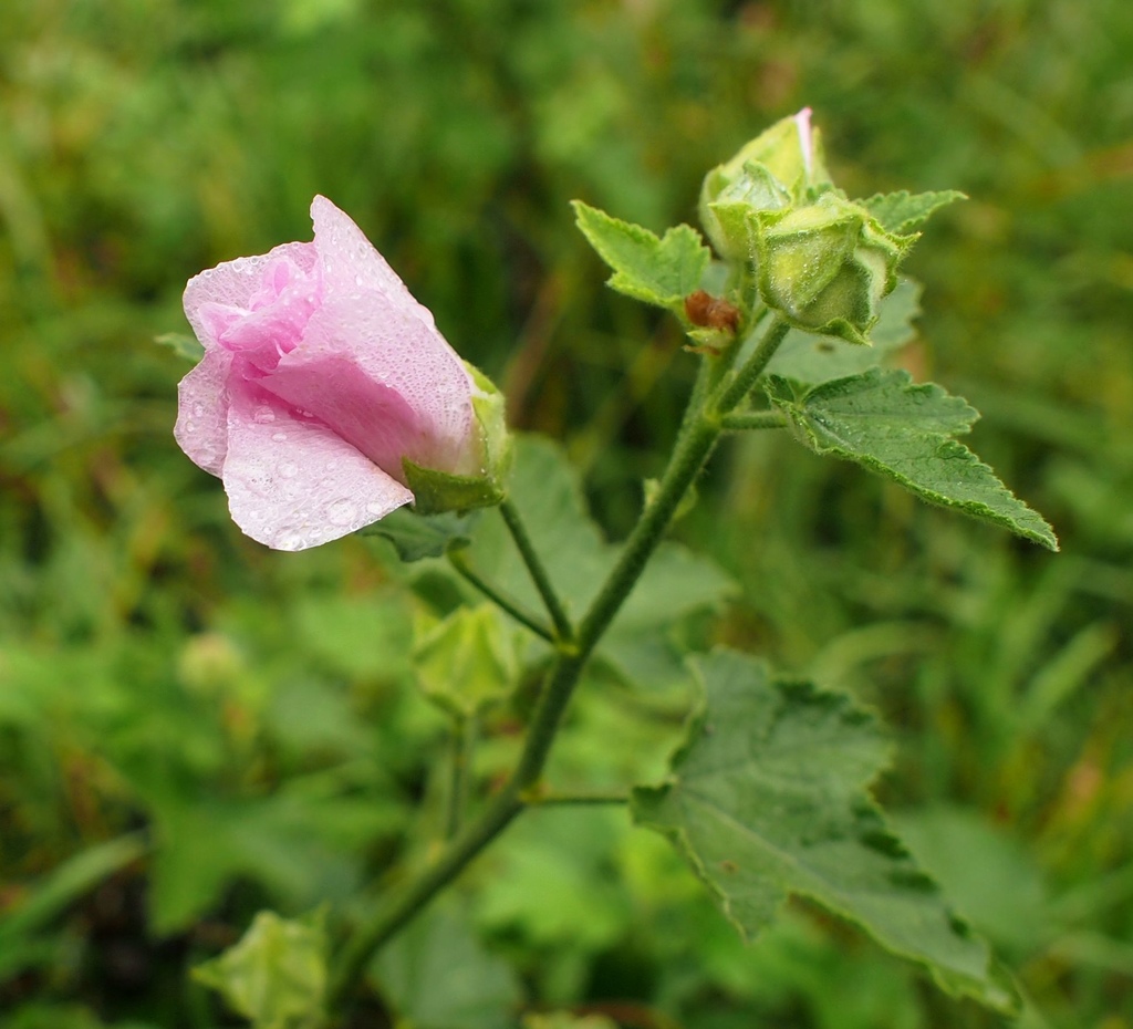 Image of Malva thuringiaca specimen.