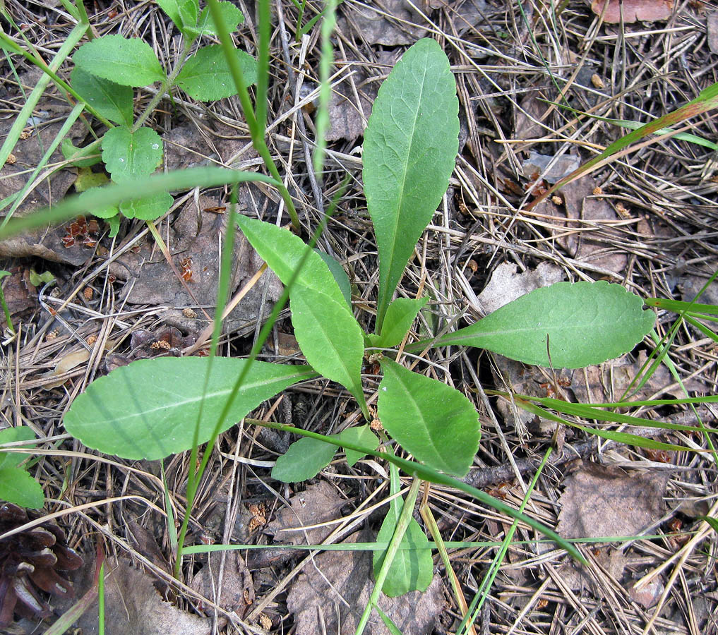 Image of Campanula persicifolia specimen.