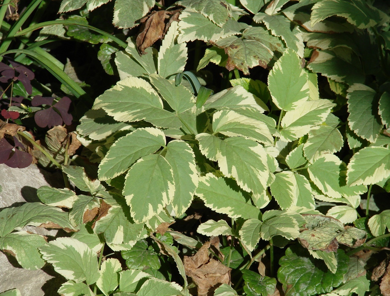 Image of Aegopodium podagraria specimen.