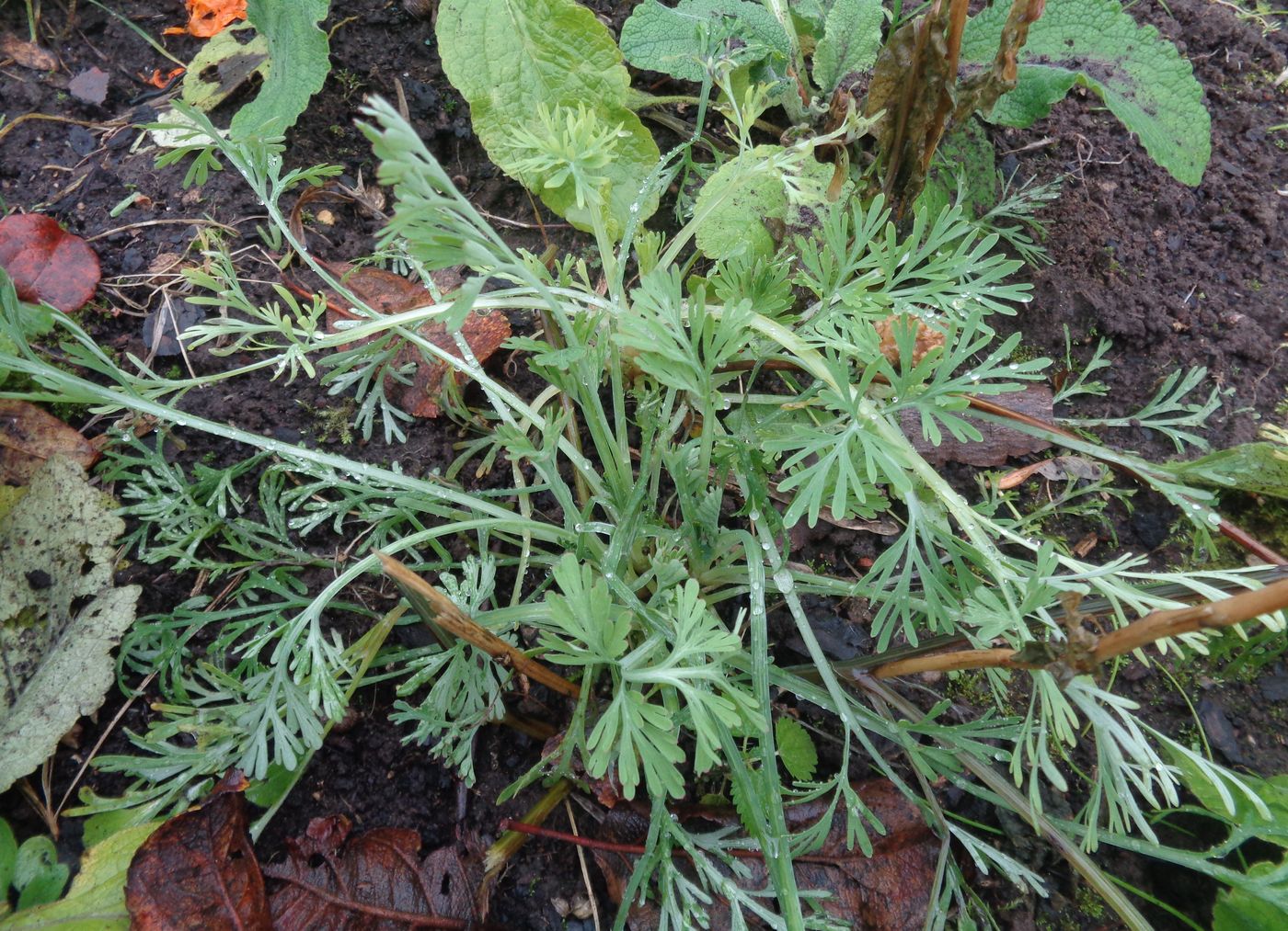 Image of Eschscholzia californica specimen.