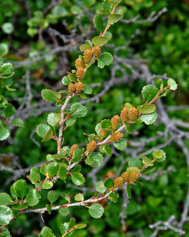 Изображение особи Betula rotundifolia.