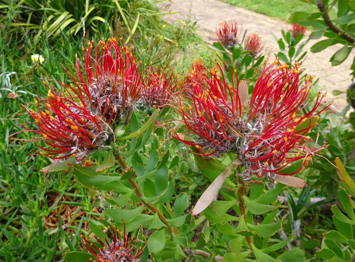 Изображение особи Leucospermum fulgens.