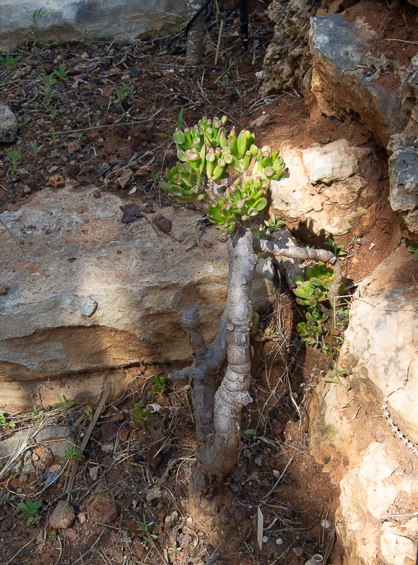 Image of Crassula ovata specimen.