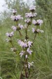 Phlomoides tuberosa