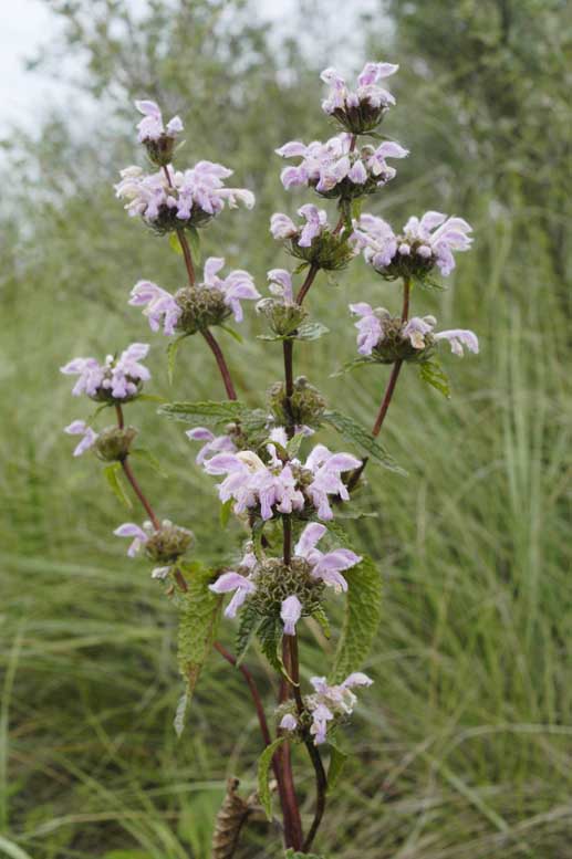 Image of Phlomoides tuberosa specimen.