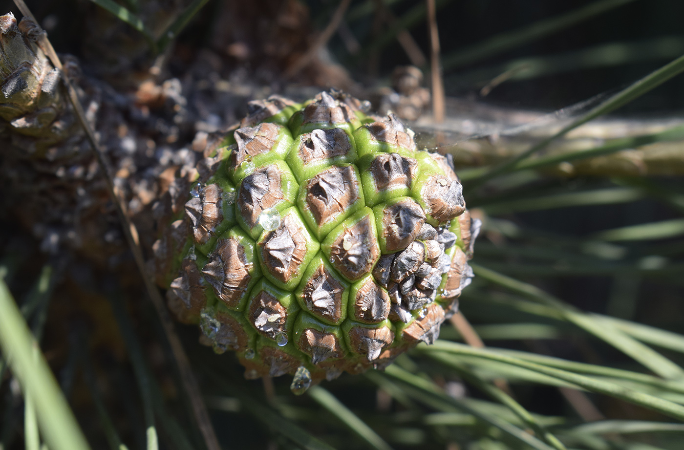 Image of Pinus pinea specimen.