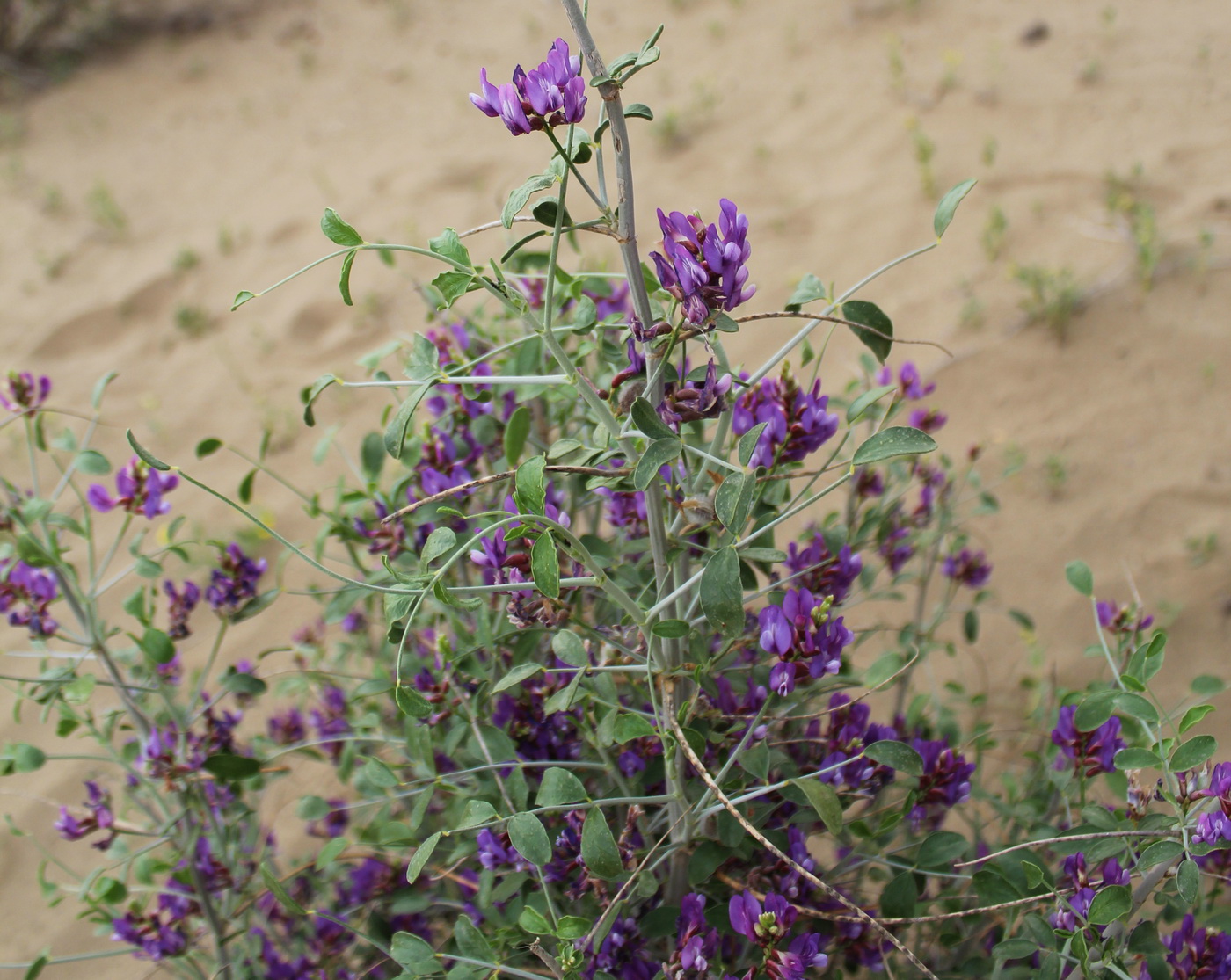 Image of Astragalus paucijugus specimen.