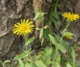 Inula britannica