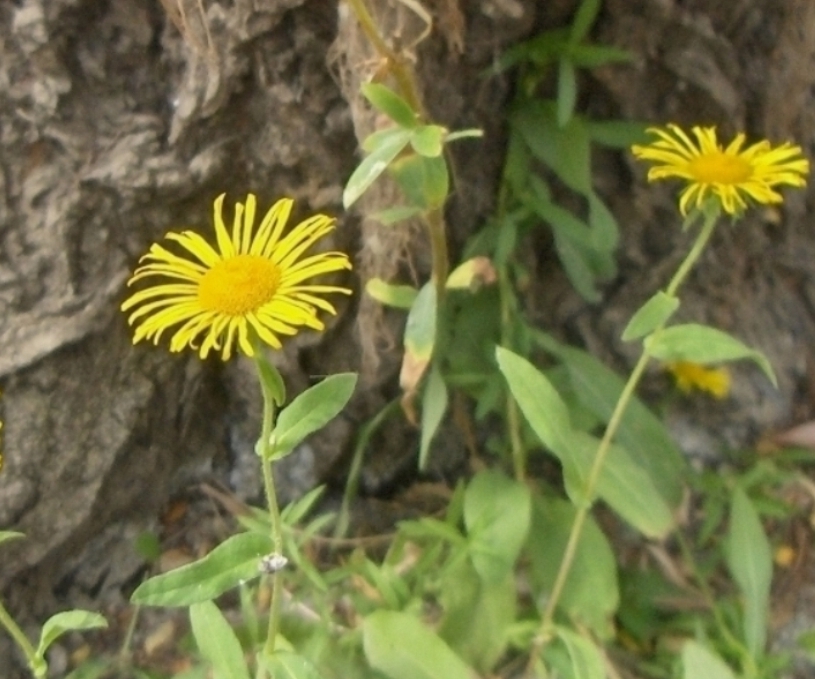 Image of Inula britannica specimen.