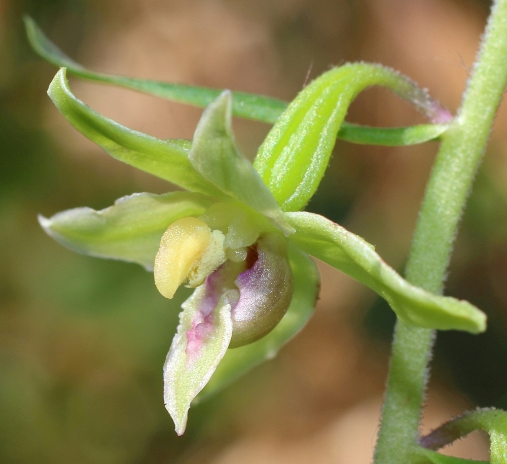 Image of Epipactis leptochila specimen.