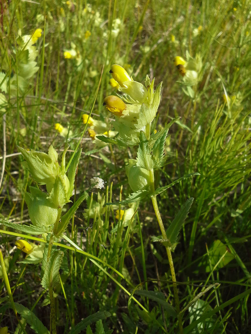 Image of Rhinanthus vernalis specimen.