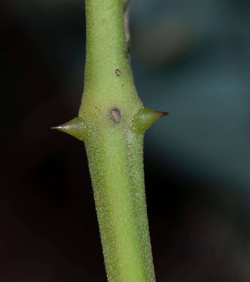 Изображение особи Caesalpinia spinosa.