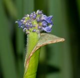 Pontederia cordata. Соцветие. Израиль, Иудейские горы, г. Иерусалим, ботанический сад университета, нижний пруд. 27.06.2019.