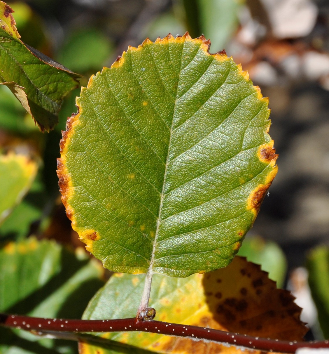 Image of Sorbus aria specimen.