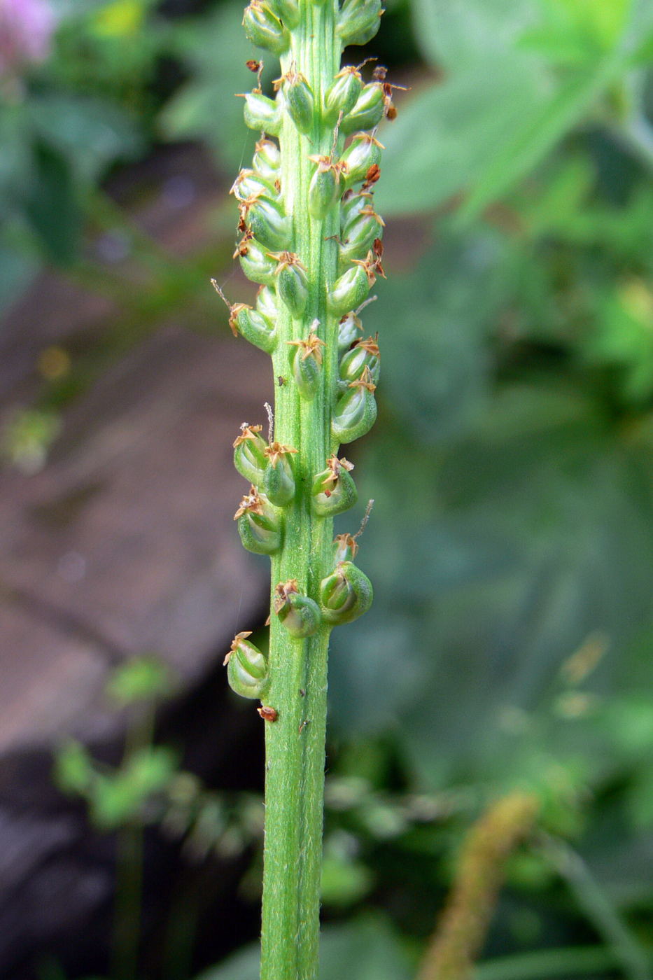 Image of Plantago major specimen.