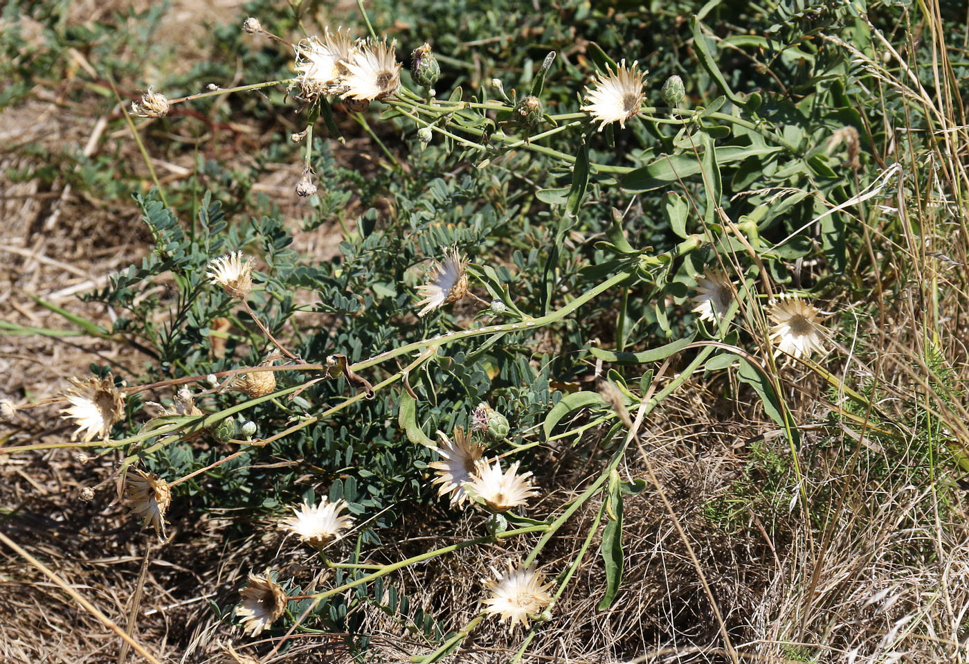 Image of Centaurea adpressa specimen.